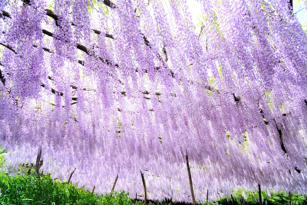 藤～～ナイアガラ藤園