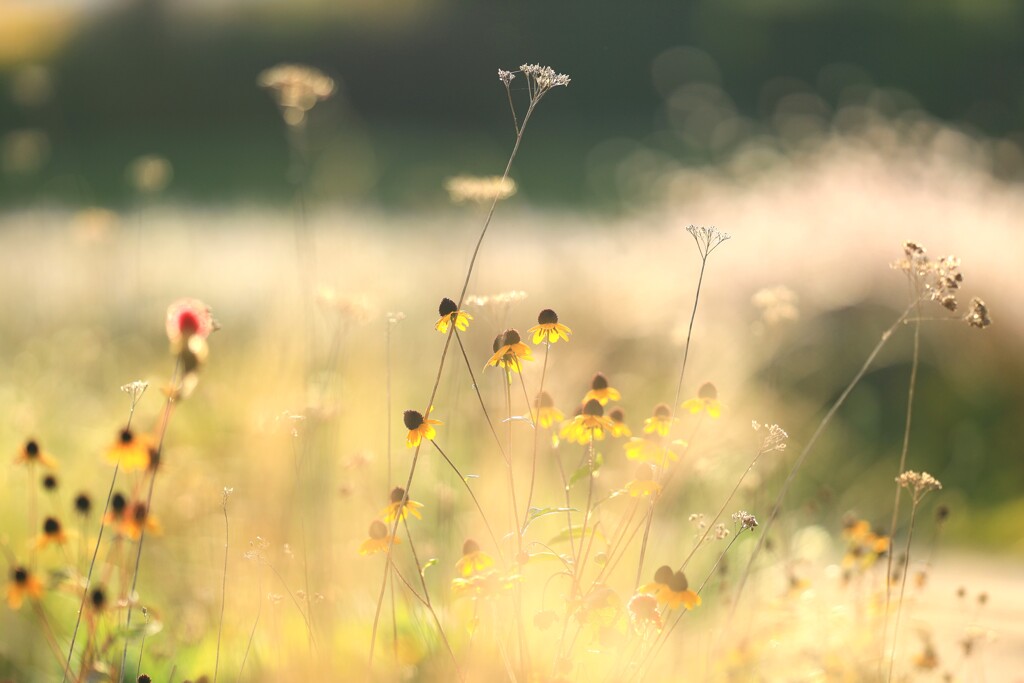 秋の庭～中之条ガーデンズ