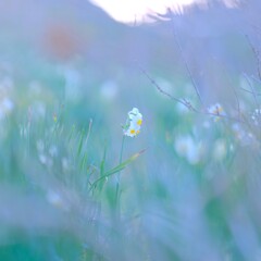水仙～佐久間ダム4