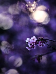 夕焼け河津桜～おおいゆめの里