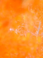 森林公園～メタセコイア