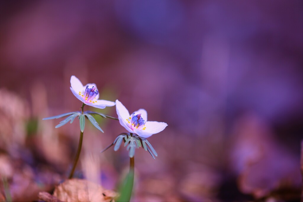 spring