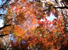 森林公園の秋8 森林公園の秋8