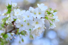 sakura