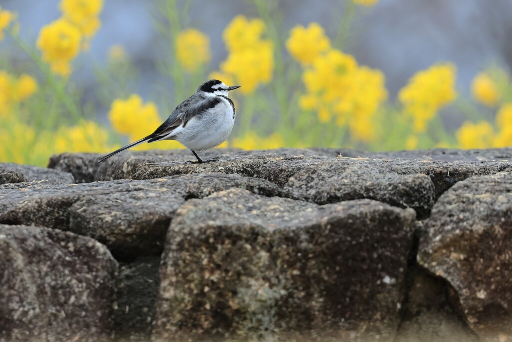 菜の花セキレイ～二宮