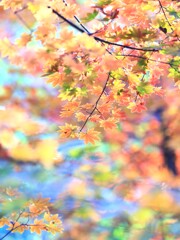 八千穂高原～カラフル紅葉