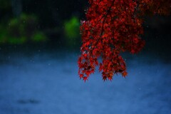 雨紅葉～雲場池1