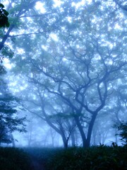 霧の森１