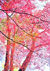 モミジ～狭山公園(多摩湖)4