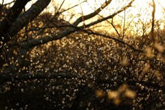 梅咲初め～佐久間ダム湖親水公園2