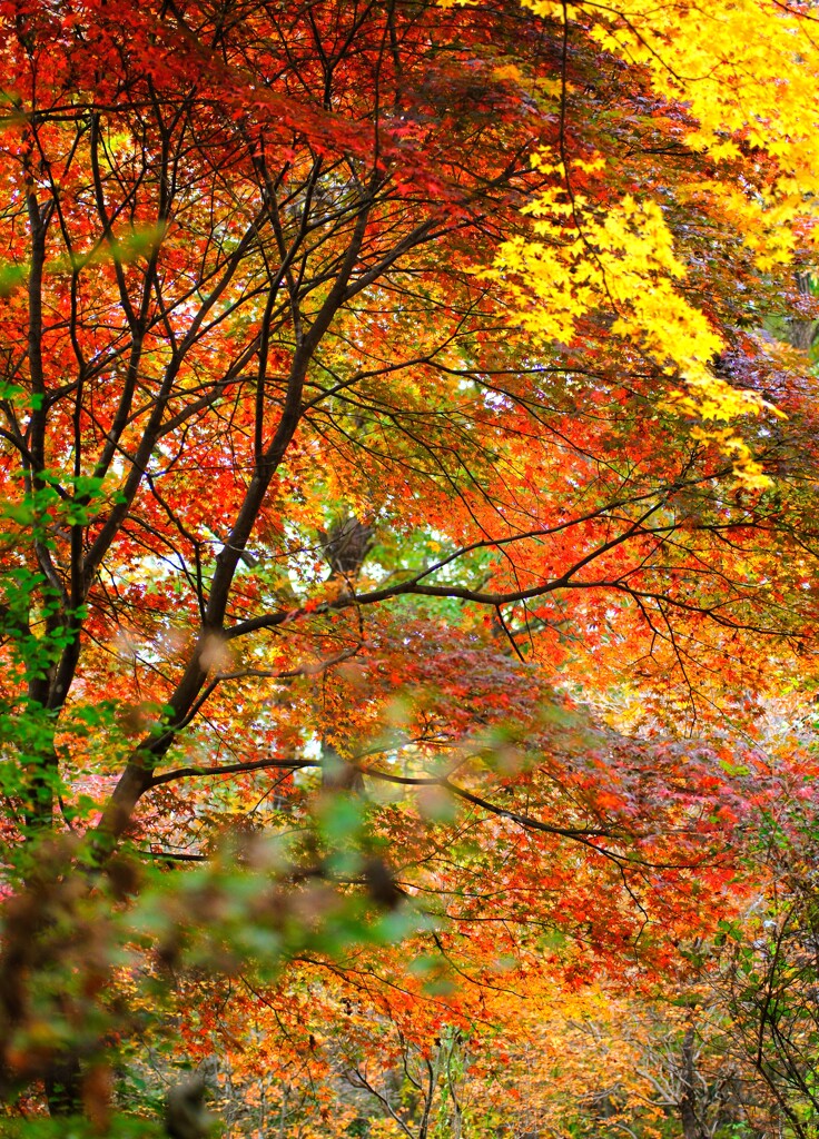 森の紅葉～赤城自然園5