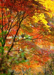 森の紅葉～赤城自然園5