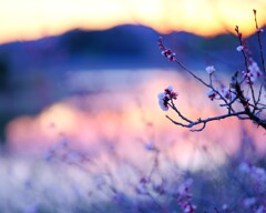 夕焼けの梅～佐久間ダム