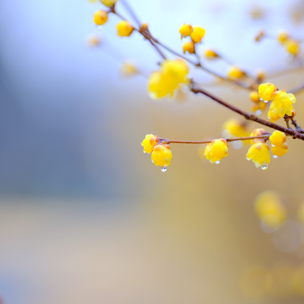 黄梅の雫1