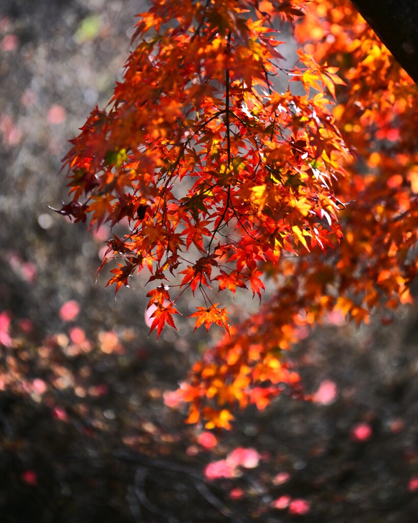 森の紅葉～赤城自然園2-5