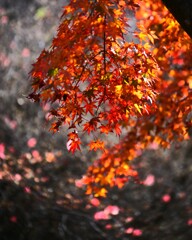森の紅葉～赤城自然園2-5