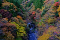 奥多摩渓谷～紅葉２