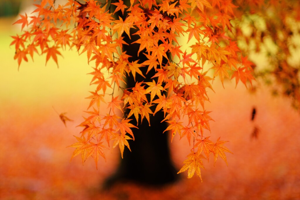 koyo momiji