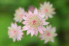 Astrantia