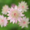 Astrantia