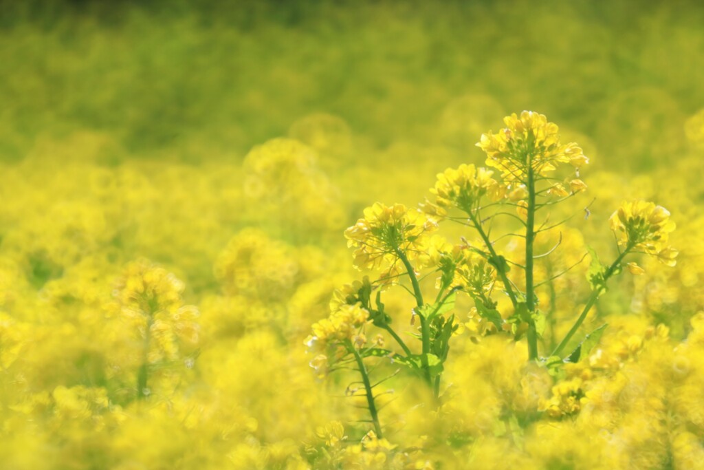 菜の花満開♪～昭和記念公園3