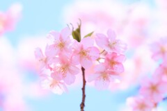 河津桜～おおいゆめの里3