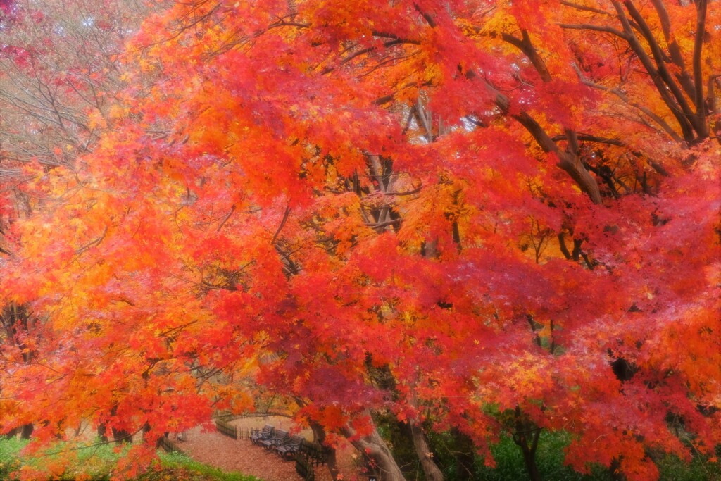 momiji ～神代植物公園