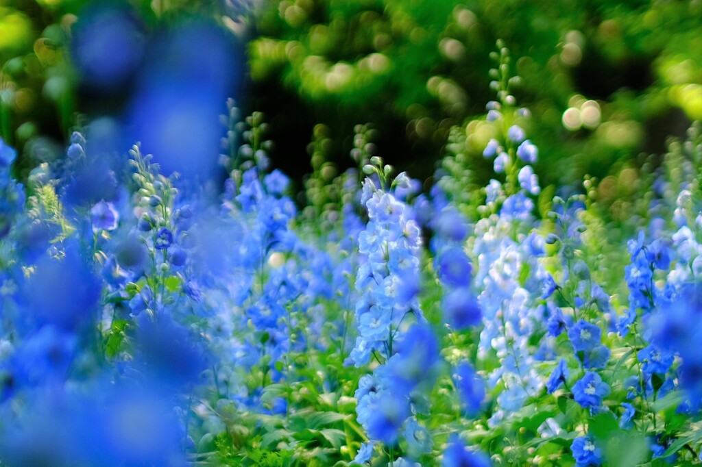 blue Delphinium