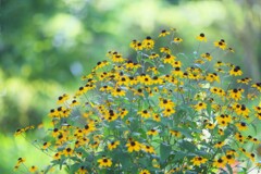 Rudbeckia