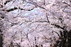 桜～井の頭公園