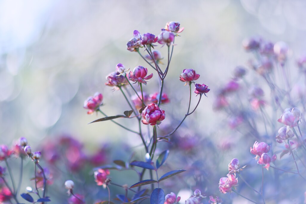 薔薇～国営武蔵丘陵森林公園