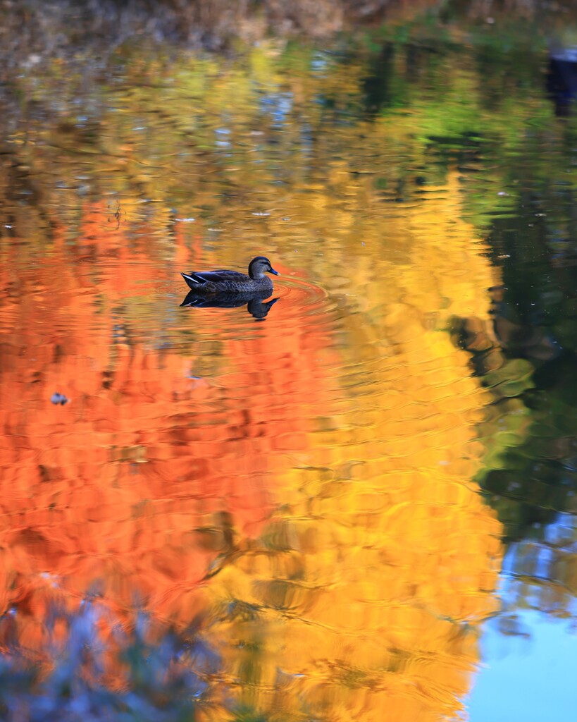 智光山公園～紅葉１