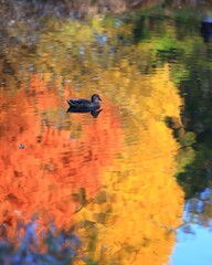 智光山公園～紅葉１