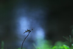 そろそろ夏の終わり