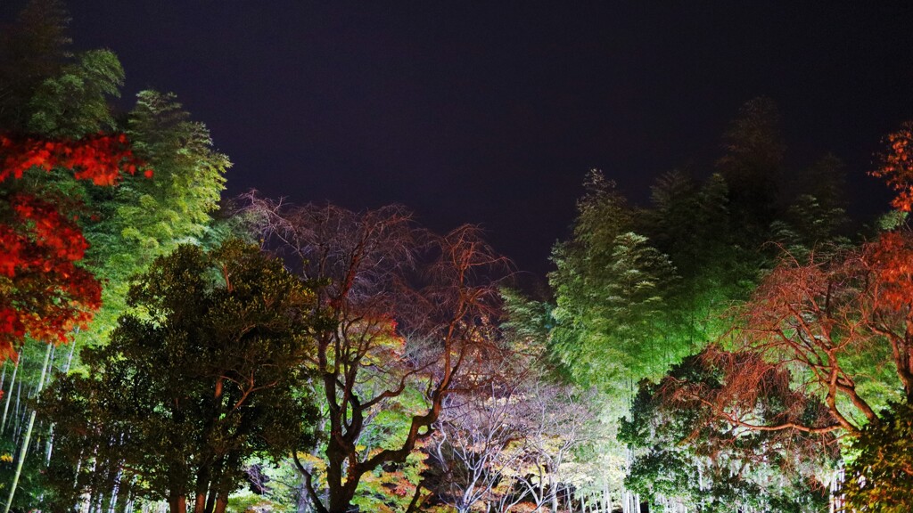 night JP garden～昭和記念公園日本庭園