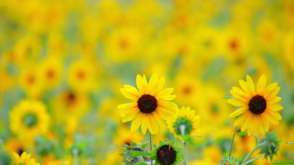 Sunfinity sunflower