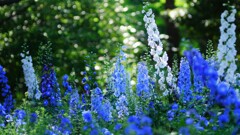 デルフィニウム~森林公園 デルフィニウム~森林公園