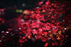 森の紅葉～赤城自然園2-4