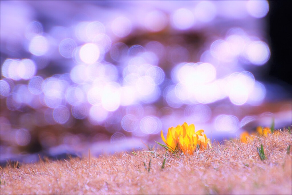 crocus