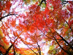 森林公園の秋6 森林公園の秋6