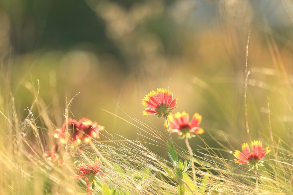 秋の庭～中之条ガーデンズ