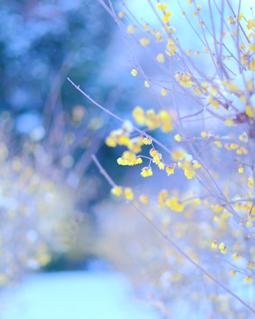 雪蝋梅～智光山公園１