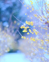 雪蝋梅～智光山公園１