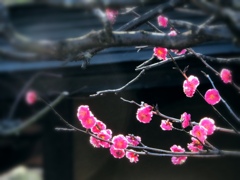 ume