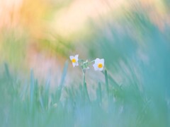 をくづれ水仙峡・佐久間ダム５