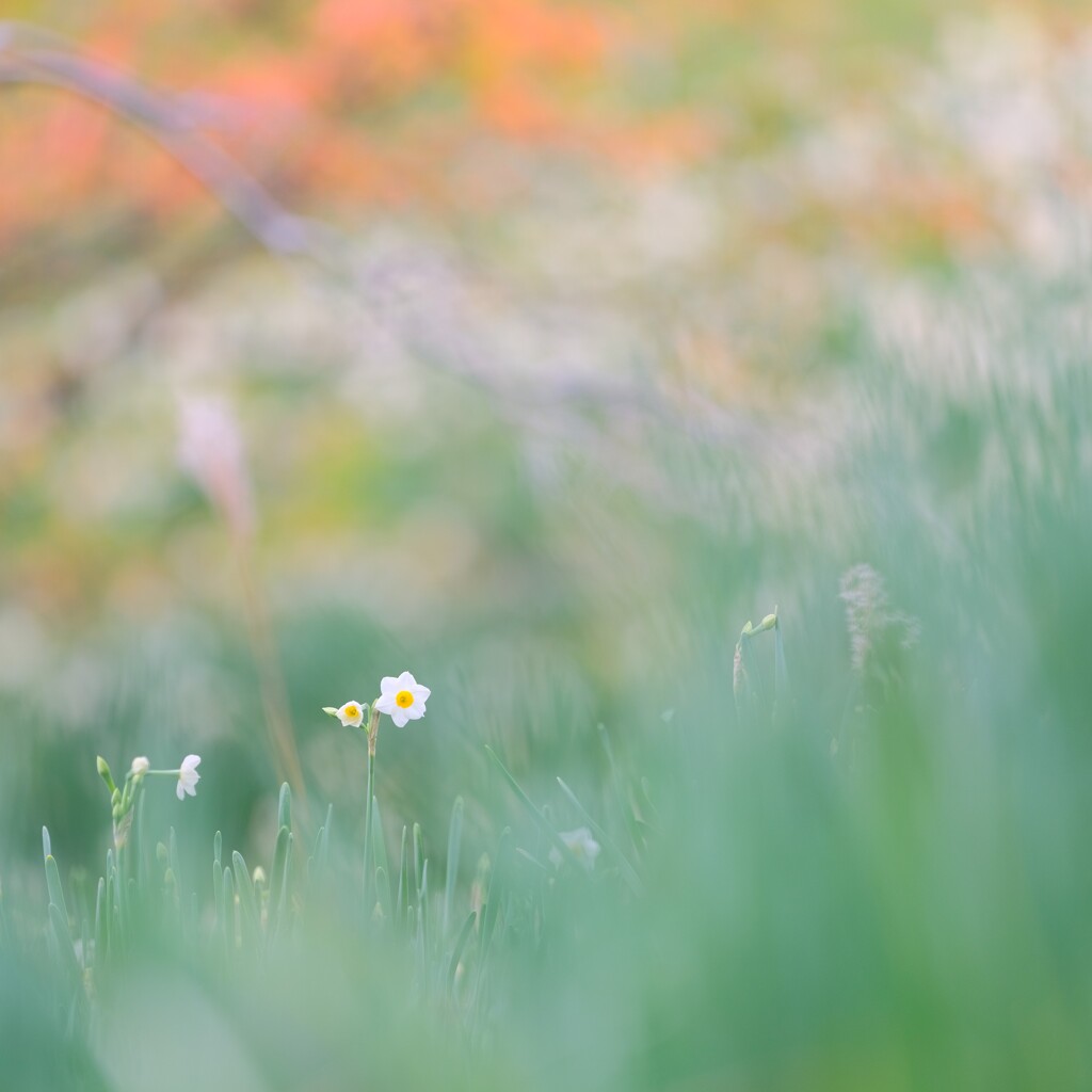 をくづれ水仙峡・佐久間ダム４