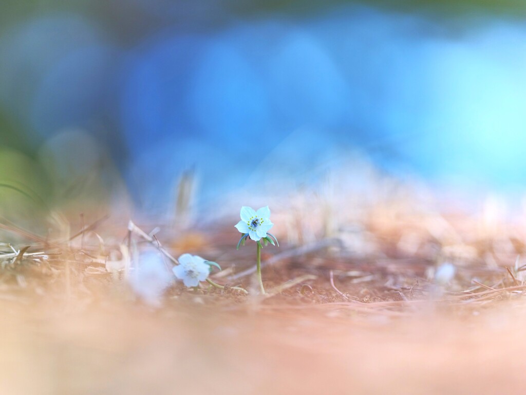 セツブンソウ～昭和記念公園