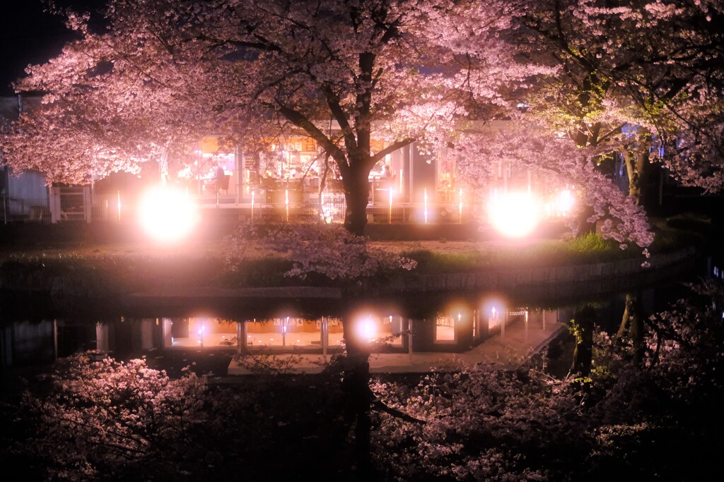 夜水桜～若泉公園