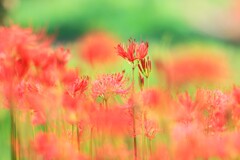咲きかけ彼岸花～さくら堤公園1