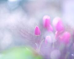 花菜ガーデン～アイスチューリップ３